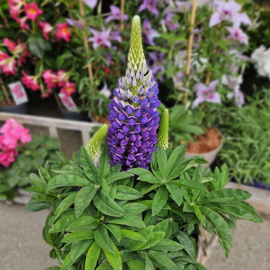 Lupin violet