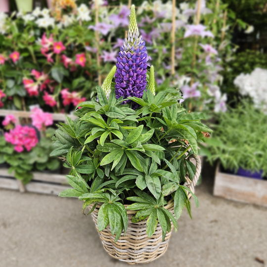 Lupin violet