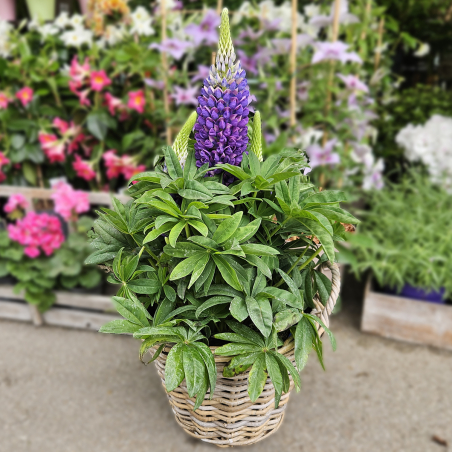 Lupin violet