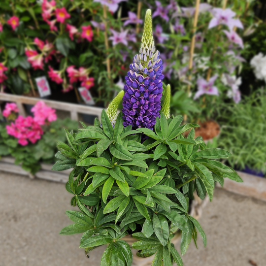 Lupin violet