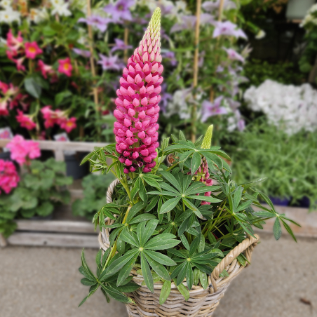 Lupin rose