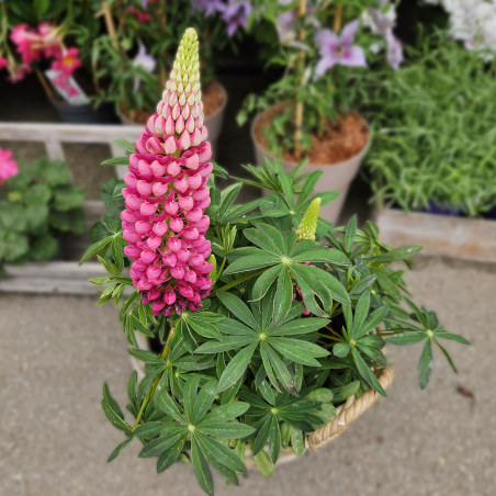 Lupin rose