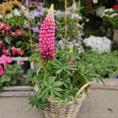 Lupin rose