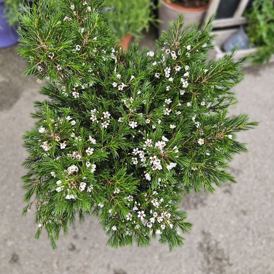 Waxflower