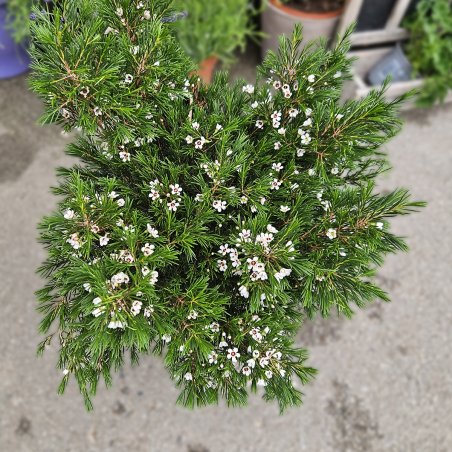 Waxflower