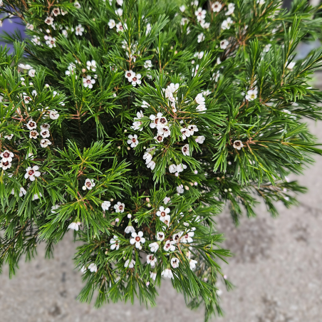 Waxflower