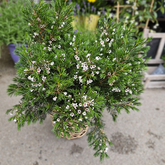 Waxflower