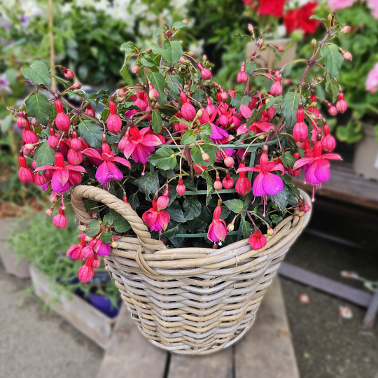 FUCHSIA