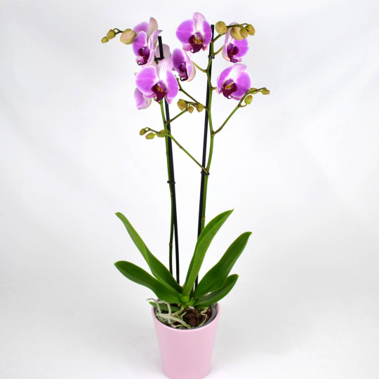 Orchidée fushia 2 branches