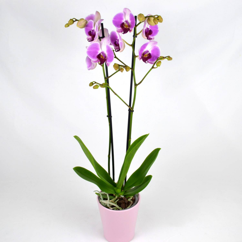 Orchidée fushia 2 branches