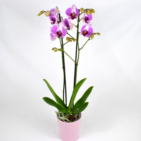 Orchidée fushia 2 branches