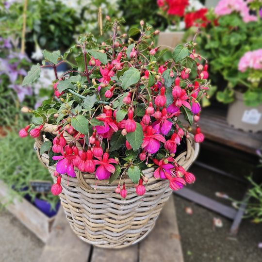 FUCHSIA