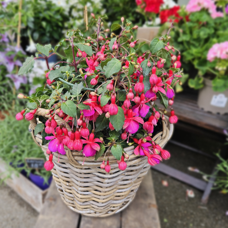 FUCHSIA