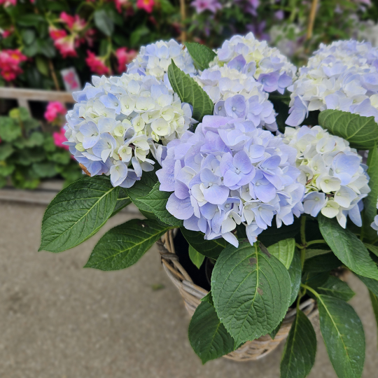 Hortensia bleu