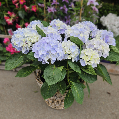 Hortensia bleu