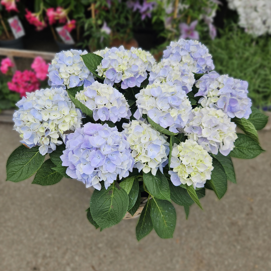 Hortensia bleu