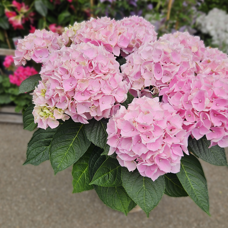 Hortensia rose