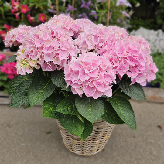 Hortensia rose