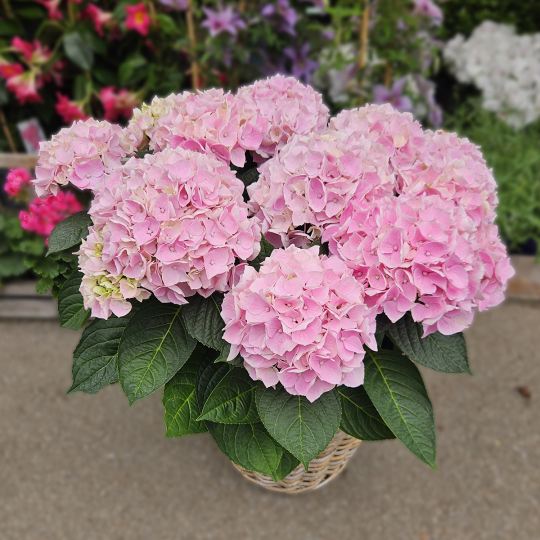 Hortensia rose
