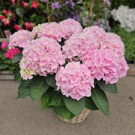 Hortensia rose