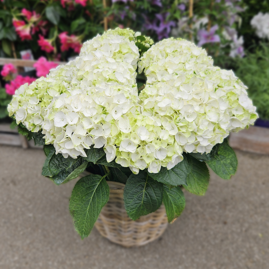 Hortensia blanc