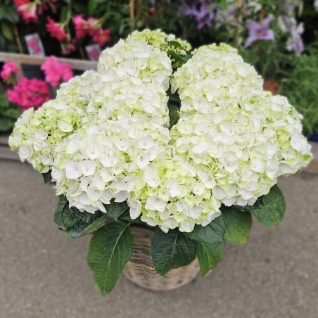 Hortensia blanc