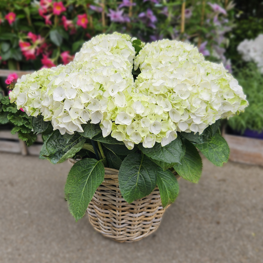 Hortensia blanc