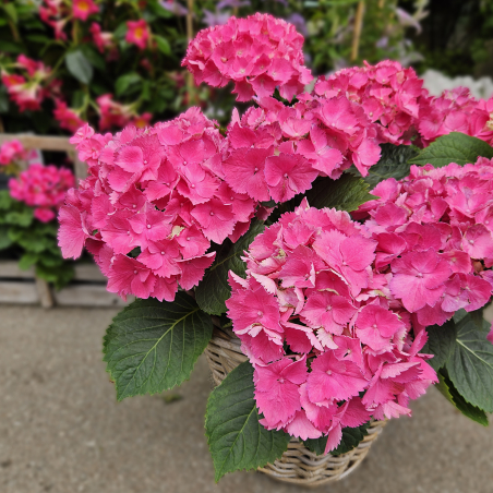 Hortensia fuchsia