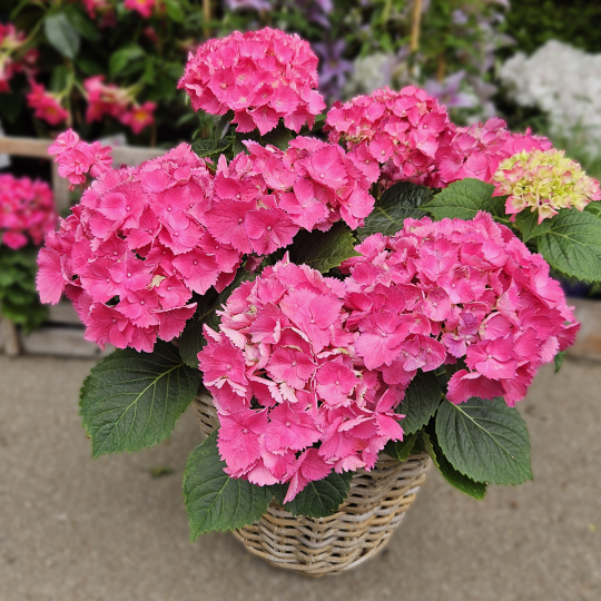 Hortensia fuchsia