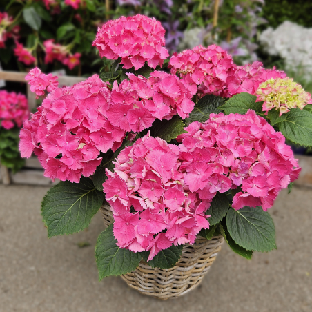 Hortensia fuchsia