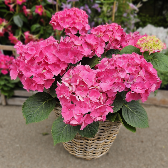 Hortensia fuchsia