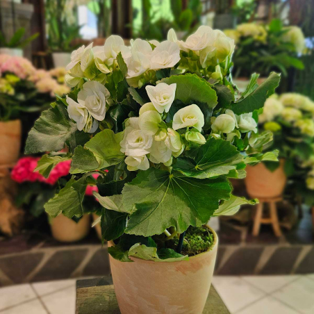 Bégonia blanc