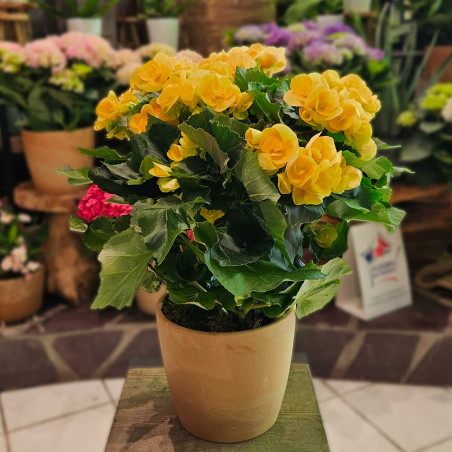 Bégonia jaune