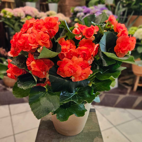 Bégonia rouge