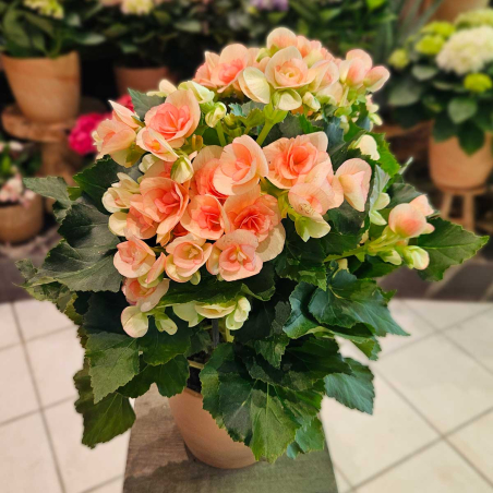 Bégonia orange