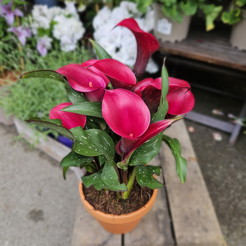 Calla Zantedeschia rouge