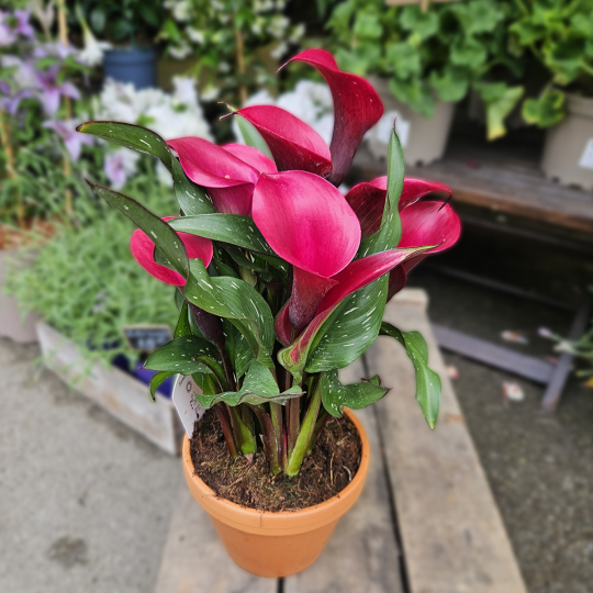 Calla Zantedeschia rouge