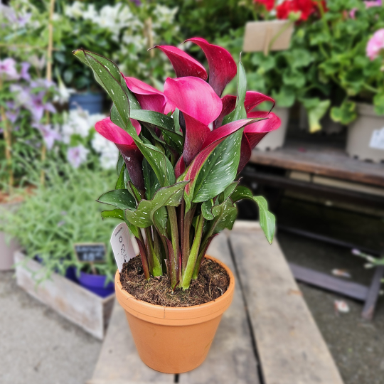 Calla Zantedeschia rouge