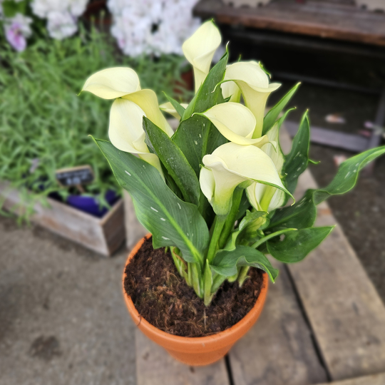 Calla Zantedeschia blanc