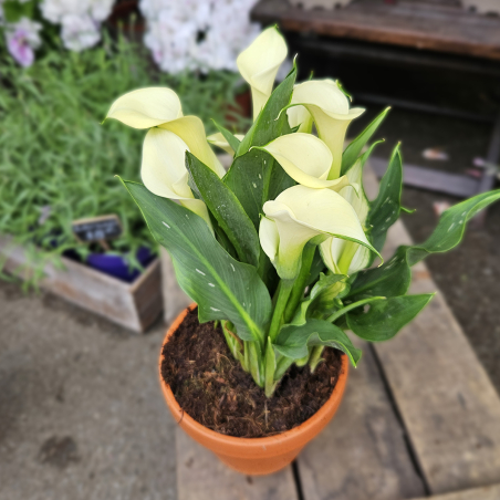 Calla Zantedeschia blanc