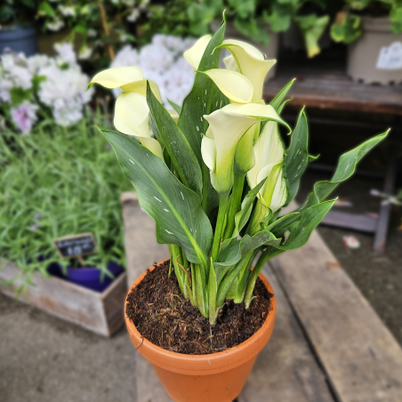 Calla Zantedeschia blanc