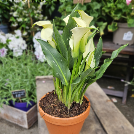 Calla Zantedeschia blanc