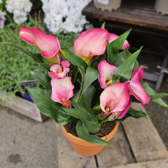 Calla Zantedeschia rose
