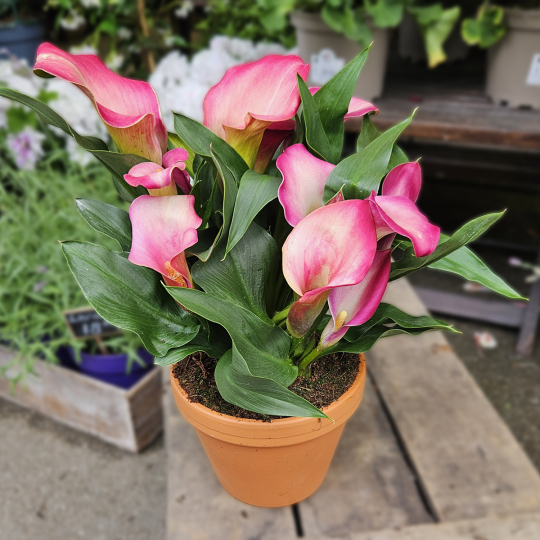 Calla Zantedeschia rose