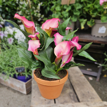Calla Zantedeschia rose