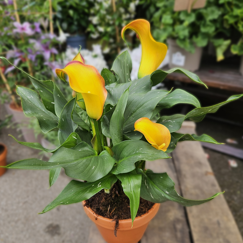 Calla Zantedeschia jaune