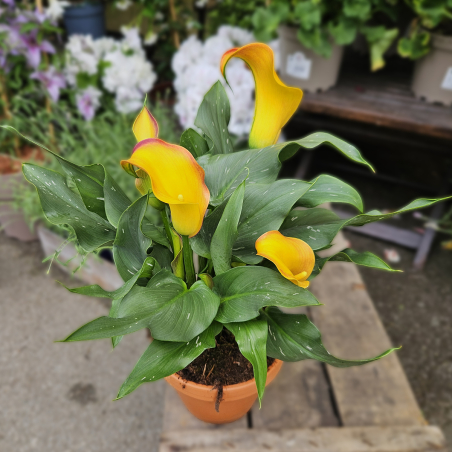 Calla Zantedeschia jaune