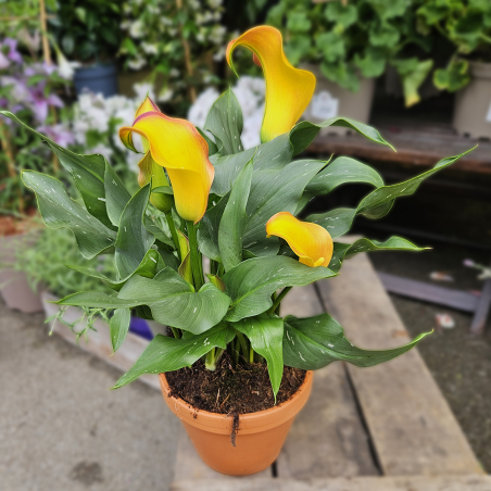 Calla Zantedeschia jaune
