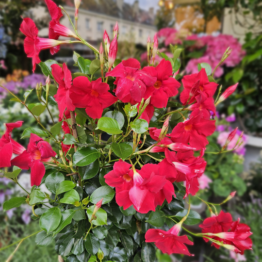 Grand Dipladénia rouge