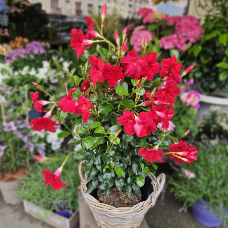 Grand Dipladénia rouge